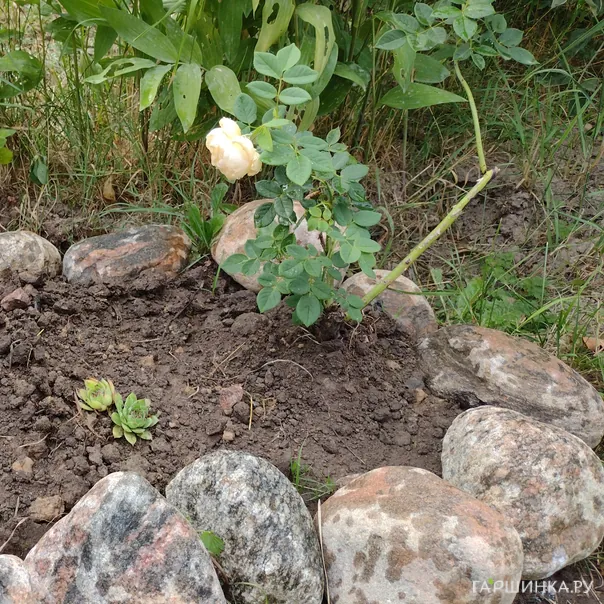 превью изображения отзыва