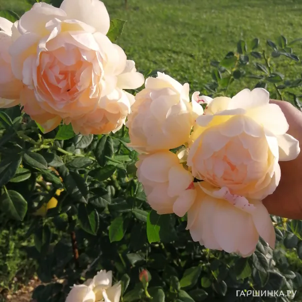 превью изображения отзыва