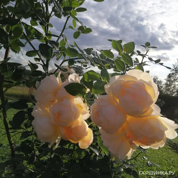 превью изображения отзыва