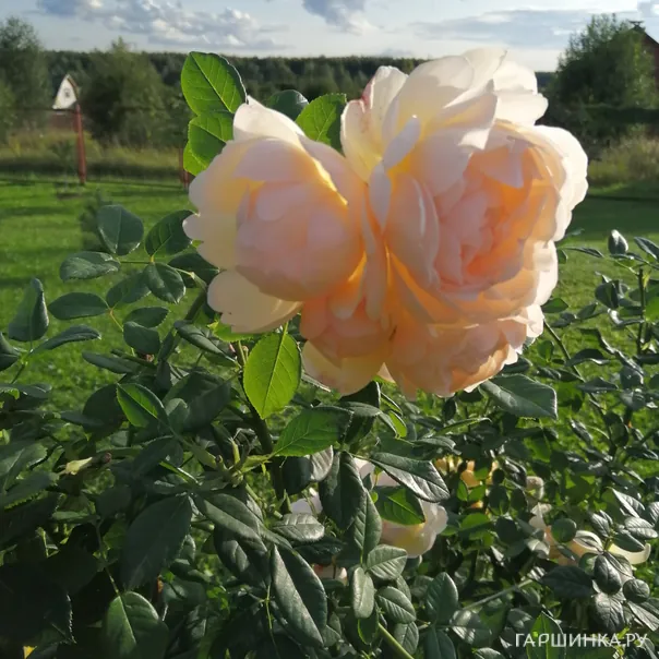 превью изображения отзыва