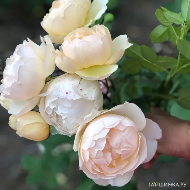 превью изображения отзыва