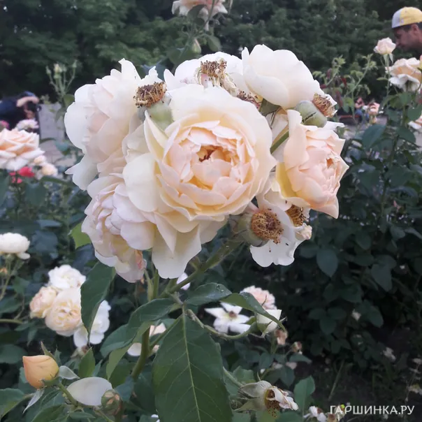 превью изображения отзыва