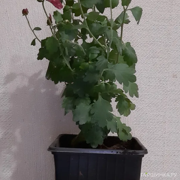 превью изображения отзыва