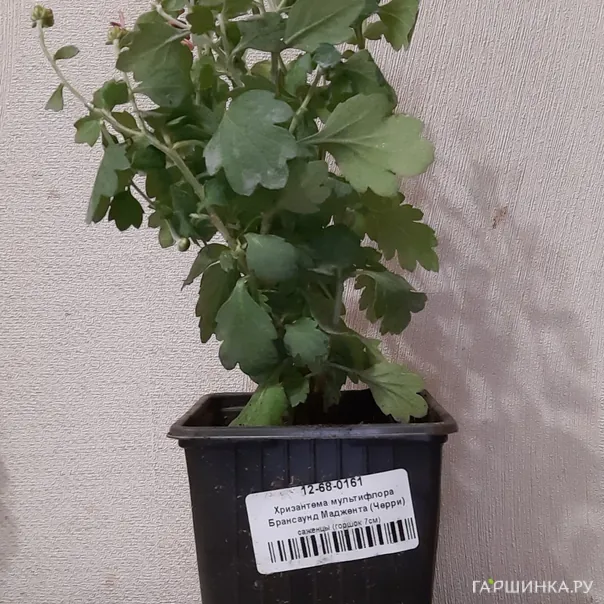 превью изображения отзыва