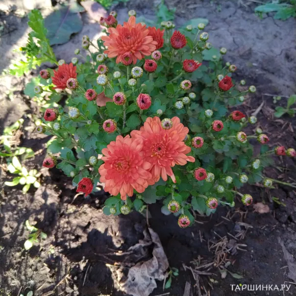 превью изображения отзыва