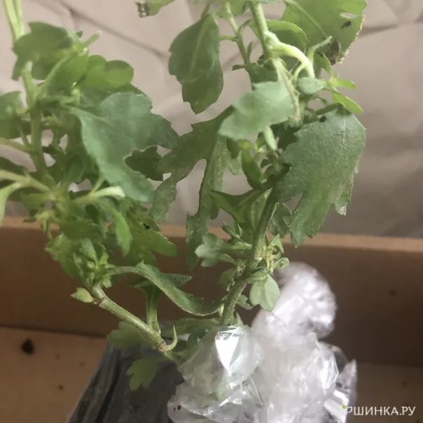 превью изображения отзыва