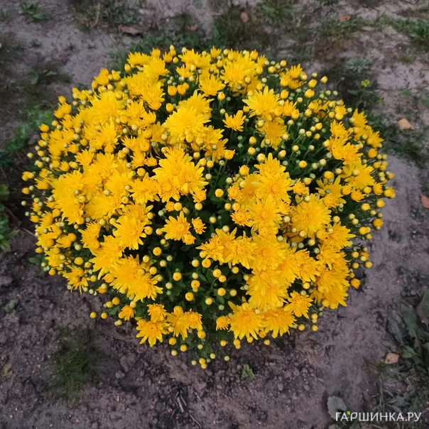 превью изображения отзыва