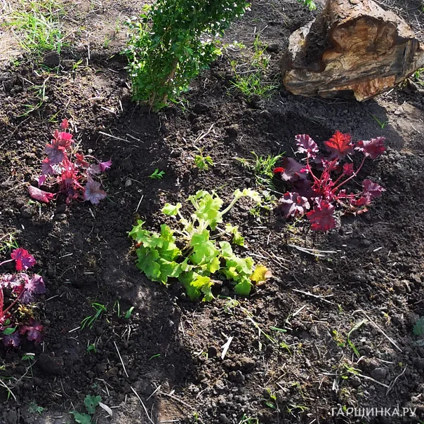 превью изображения отзыва