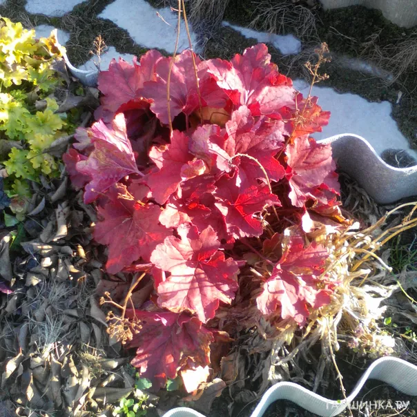 превью изображения отзыва