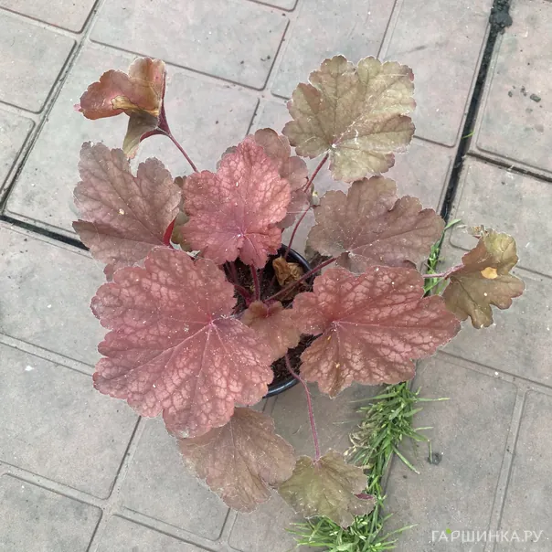 превью изображения отзыва