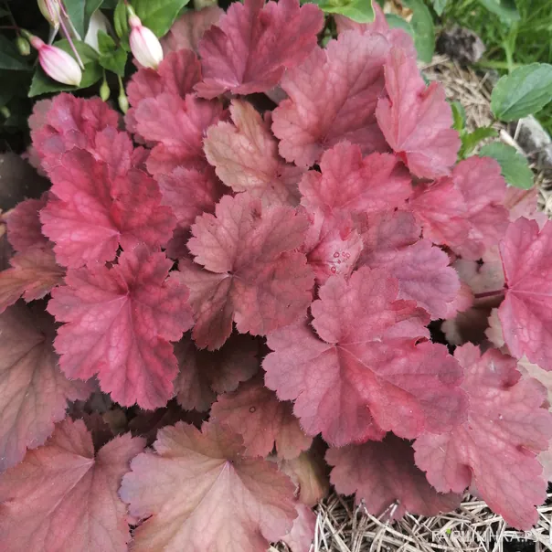 превью изображения отзыва