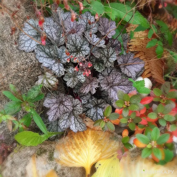 превью изображения отзыва