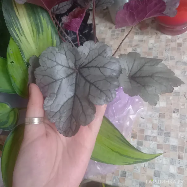 превью изображения отзыва