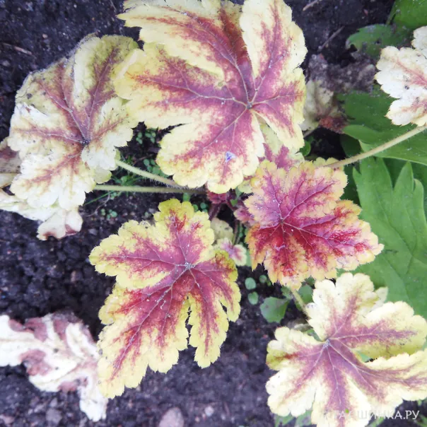 превью изображения отзыва