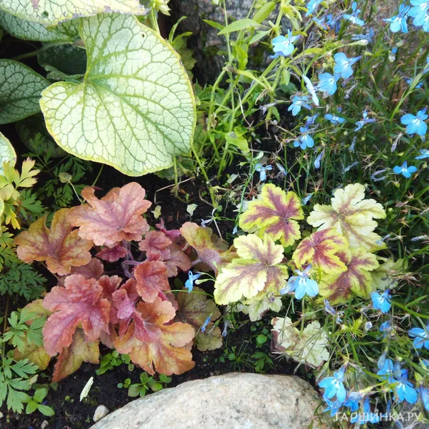 превью изображения отзыва