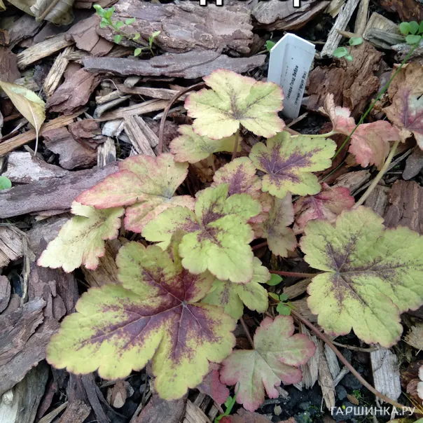 превью изображения отзыва