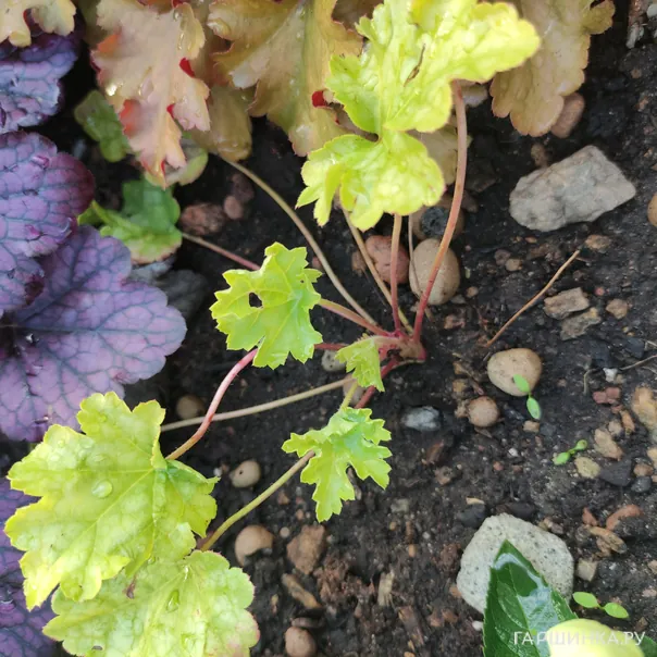 превью изображения отзыва