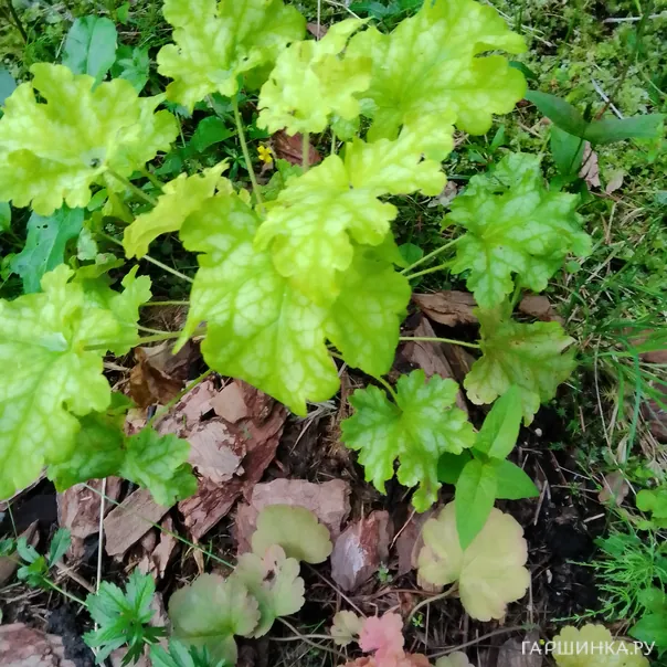 превью изображения отзыва