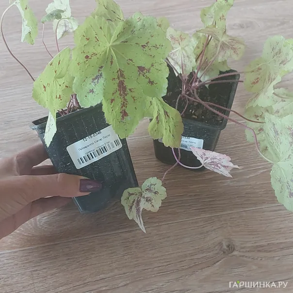 превью изображения отзыва