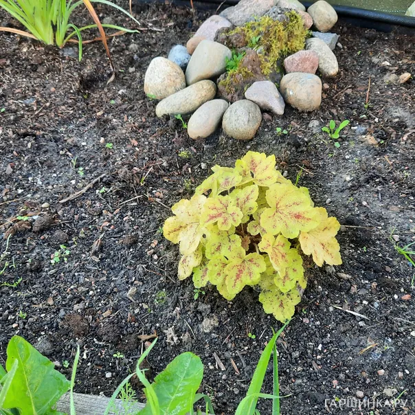 превью изображения отзыва