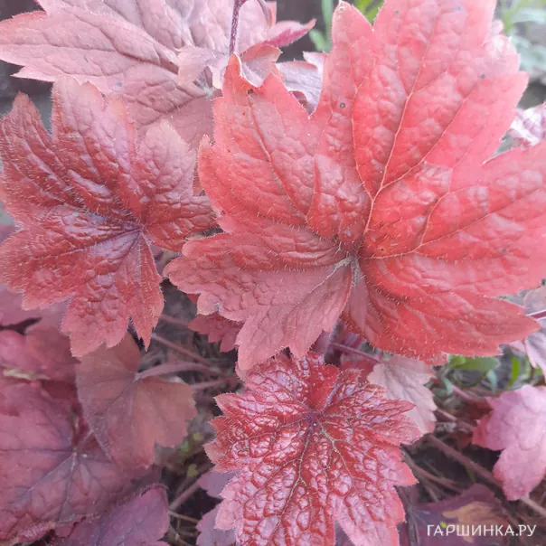 превью изображения отзыва