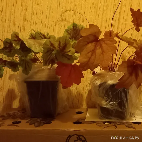 превью изображения отзыва