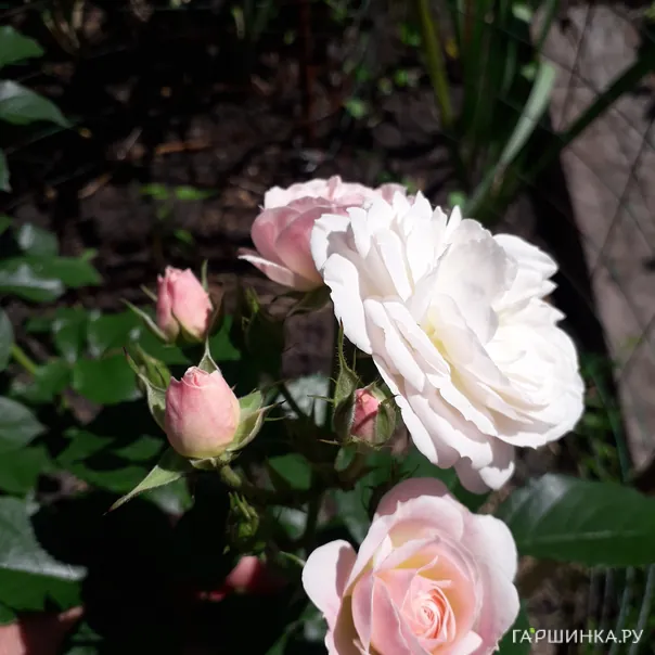 превью изображения отзыва