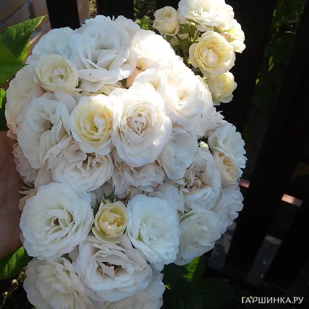 превью изображения отзыва