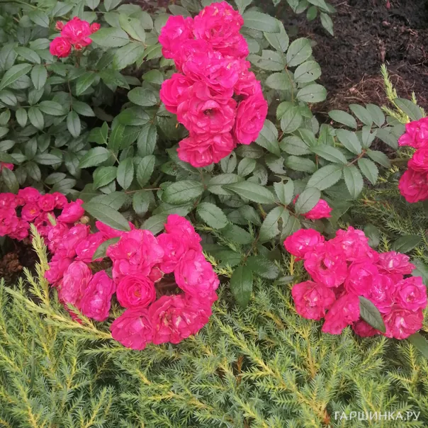 превью изображения отзыва