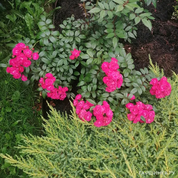 превью изображения отзыва