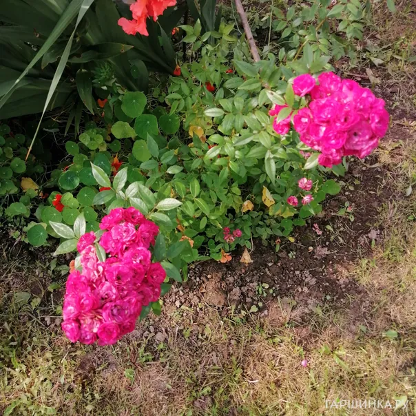 превью изображения отзыва