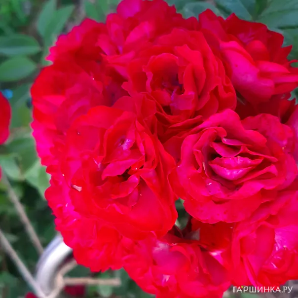 превью изображения отзыва