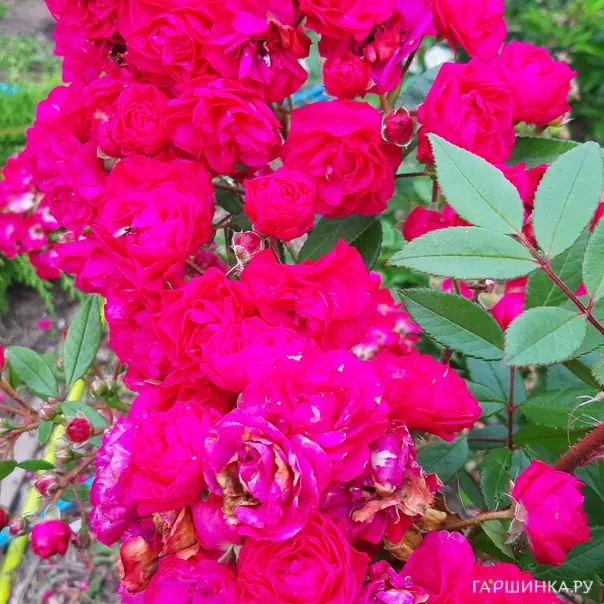 превью изображения отзыва