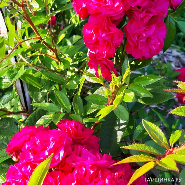 превью изображения отзыва