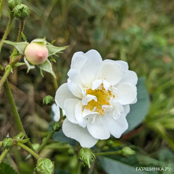 превью изображения отзыва