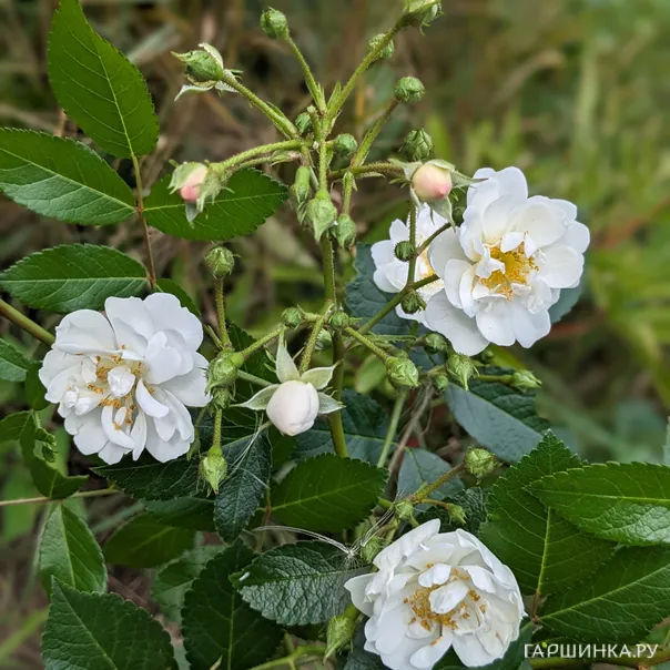 превью изображения отзыва