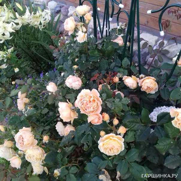 превью изображения отзыва