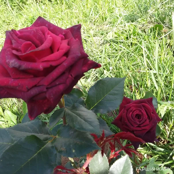 превью изображения отзыва