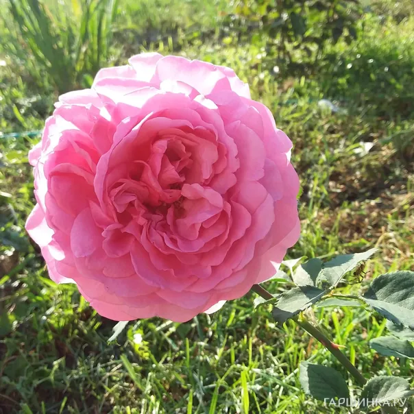 превью изображения отзыва