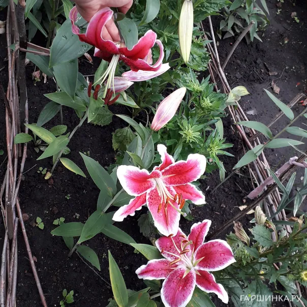 превью изображения отзыва