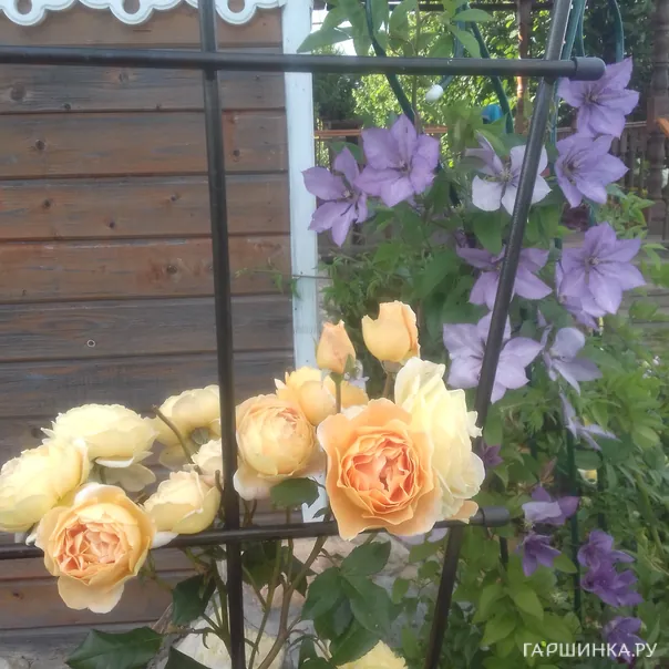 превью изображения отзыва