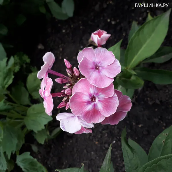превью изображения отзыва