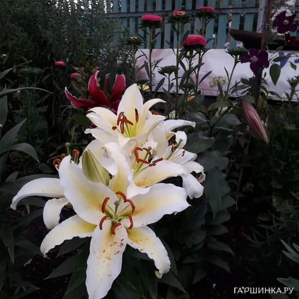 превью изображения отзыва