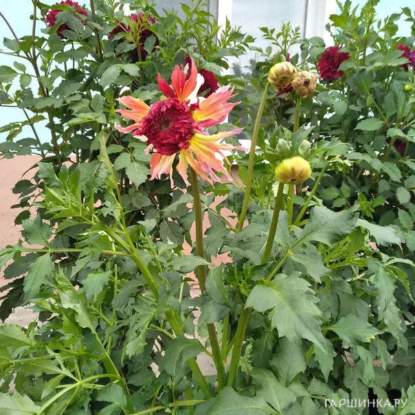 превью изображения отзыва