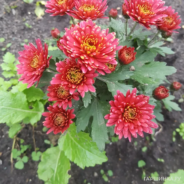 превью изображения отзыва