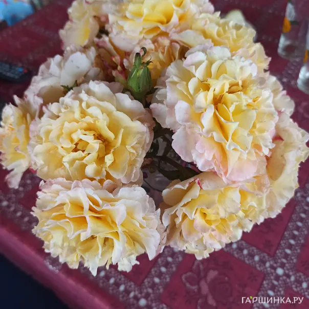 превью изображения отзыва