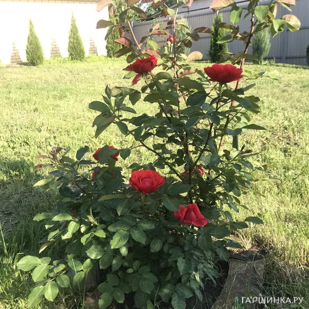 превью изображения отзыва