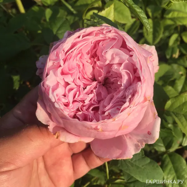 превью изображения отзыва