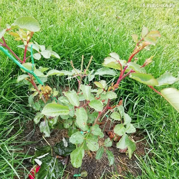 превью изображения отзыва