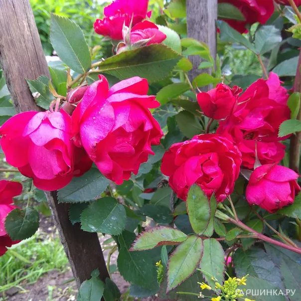 превью изображения отзыва